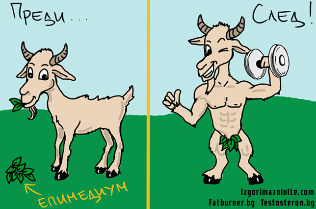 Епидемиум - Horny Goat Weed 2