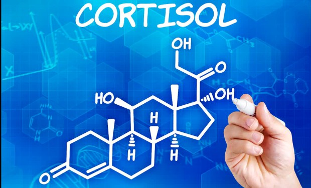 Кортизол Cortisol