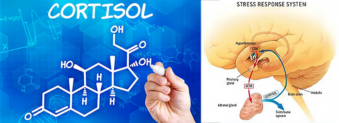 КОРТИЗОЛ - излишен или полезен е хормонът на стреса