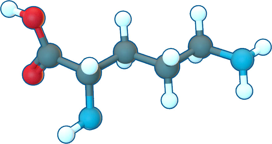 l-ornithine структурна формула