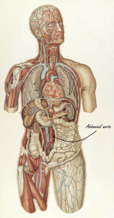 abdominal aorta