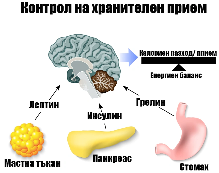 Какво представлява хормона грелин 2