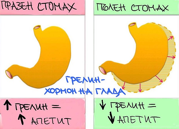 Какво представлява хормона грелин