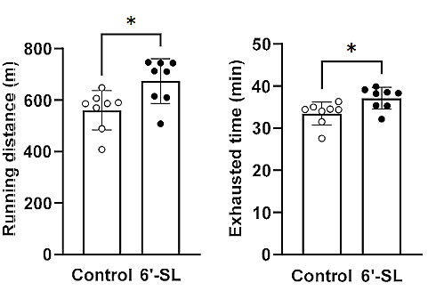 6-sialyllactose muscle 3