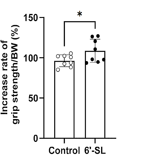 6-sialyllactose muscle 4