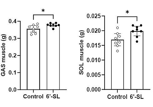 6-sialyllactose muscle 5