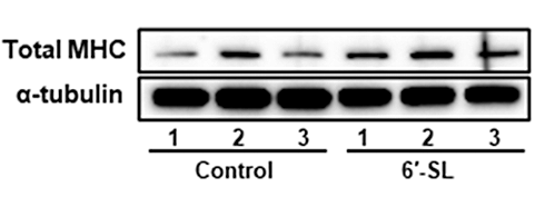 6-sialyllactose muscle 5